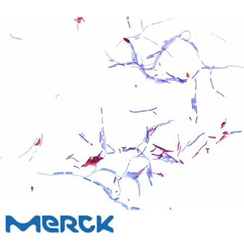 Ziehl-Neelsen Carbol-Fuchsin Solution For Microscopy Merck