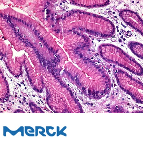 Formaldehyde Solution Min 37% Free From Acid Merck