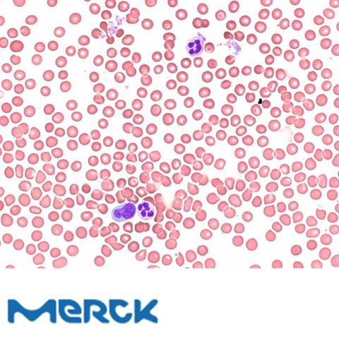 Wright's Eosin Methylene Blue Solution For Microscopy Merck
